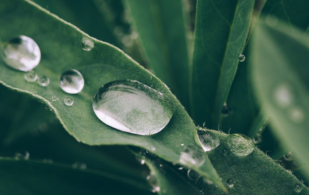 Greenwashing, Foto: PIXABAY