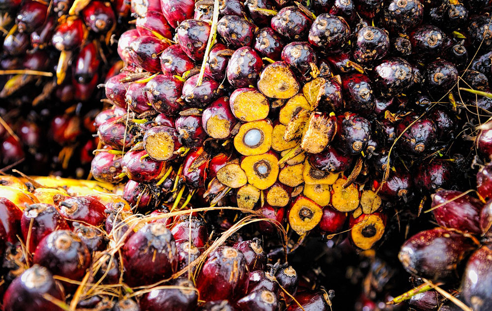 Palmöl, Foto: PIXABAY