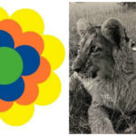 Pril-Collage2