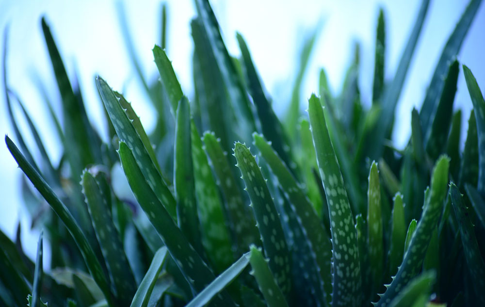 Pflanzenporträt: Aloe Vera, Foto: PIXABAY