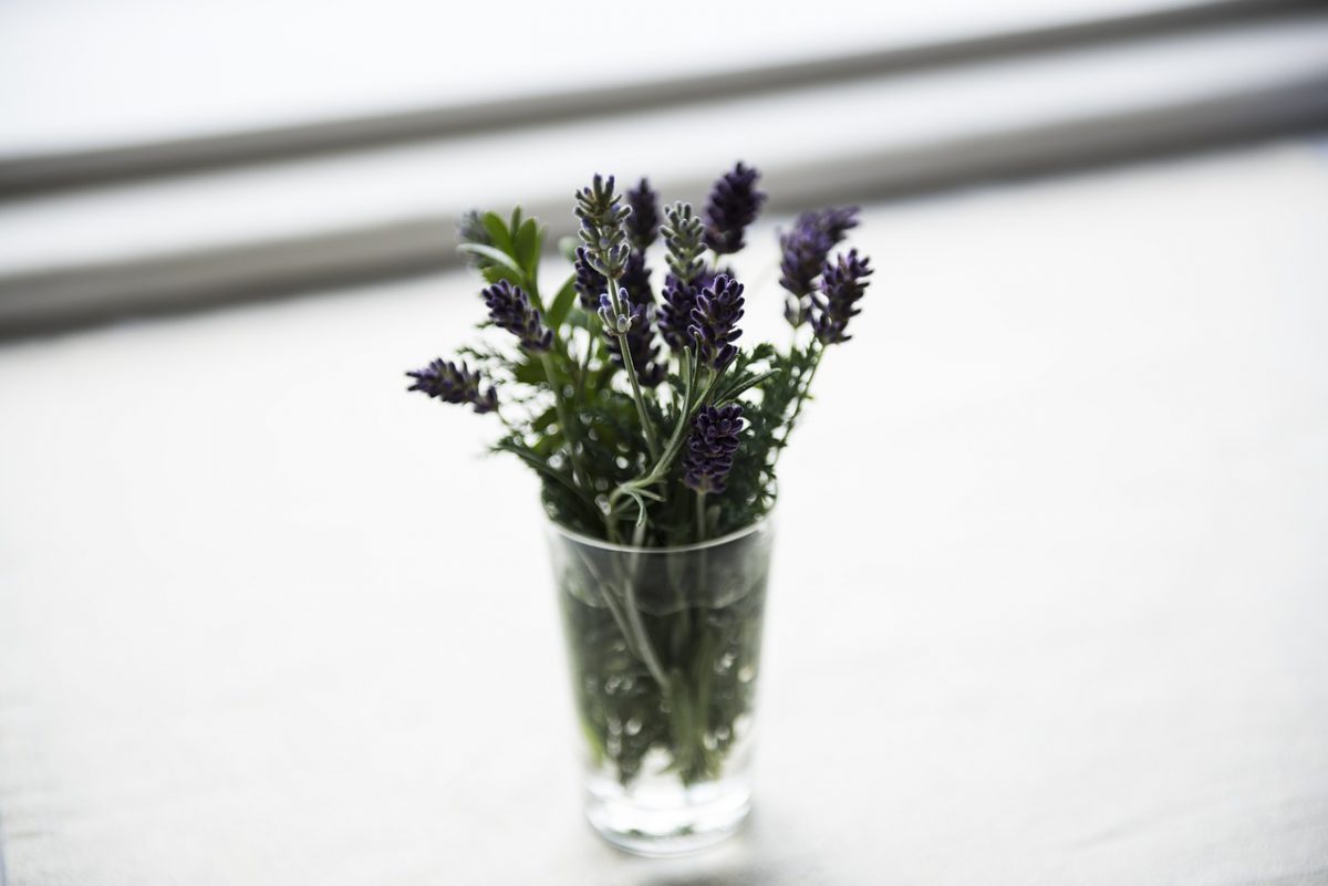 Pflanzenporträt Lavendel, Foto: PIXABAY