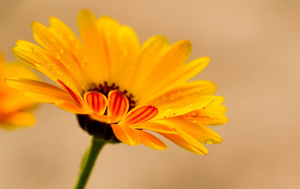 Titelbild Pflanzenporträt: Calendula Bild: pixabay