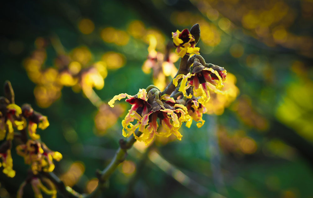 Pflanzenporträt: Hamamelis, Foto: PIXABAY