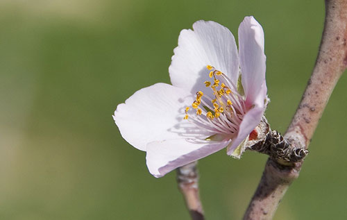 Frühling im Tiegel Bild: pixabay