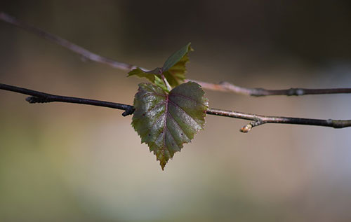 Frühling im Tiegel Bild: pixabay