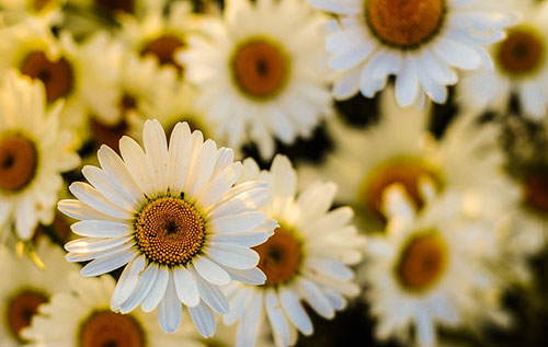 Frühling im Tiegel Bild: pixabay