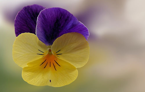 Frühling im Tiegel Bild: pixabay