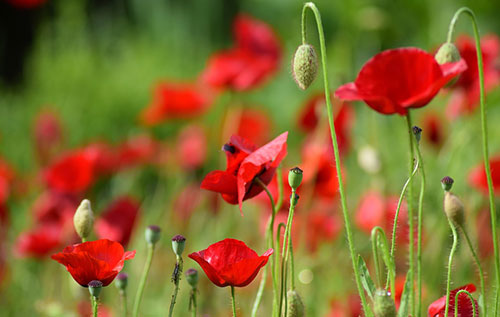 Frühling im Tiegel Bild: pixabay