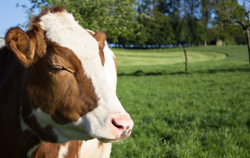 Magazin: Magazin: Vegane Milchsäure: Schmu statt Kuh? Bild: pixabay