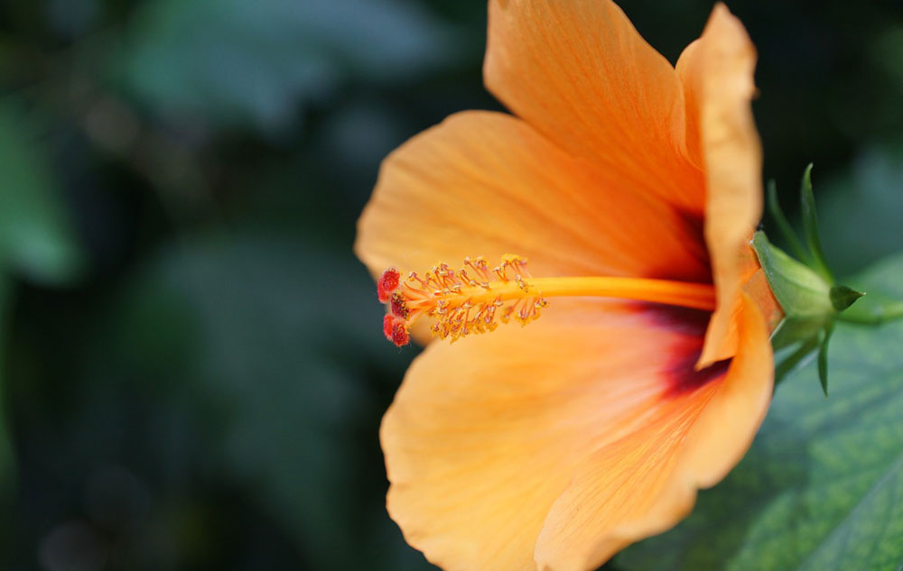 Pflanzenporträt Malve, Foto: PIXABAY