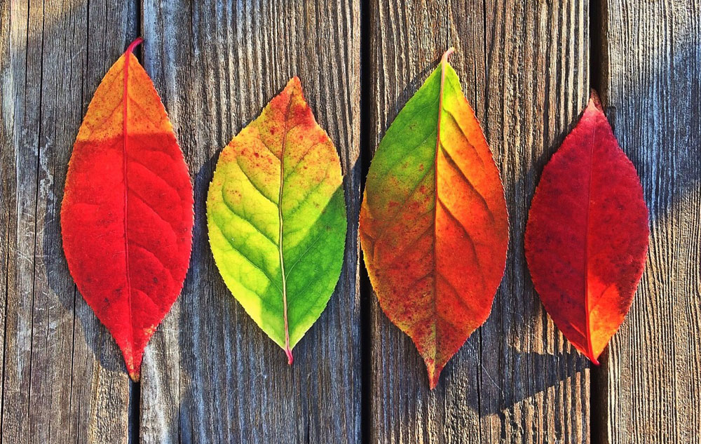So schön pflegt der Herbst, Foto: PIXABAY