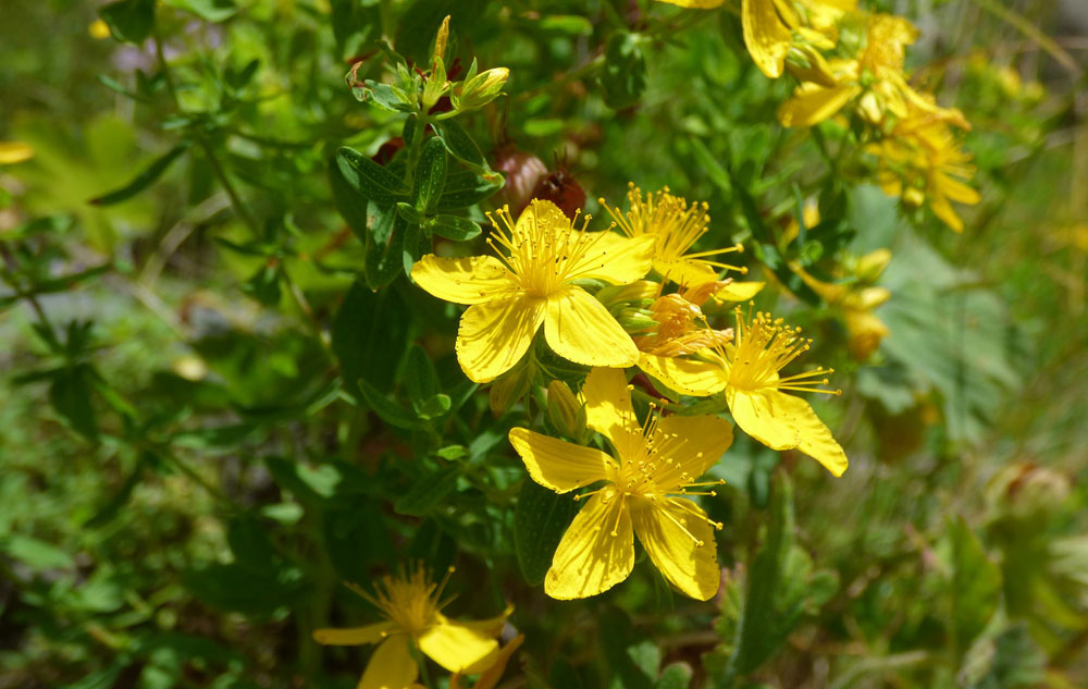 Titelbild Pflanzenporträt: Johanniskraut Bild: pixabay