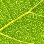 Foto: istock