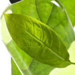 Foto: istock