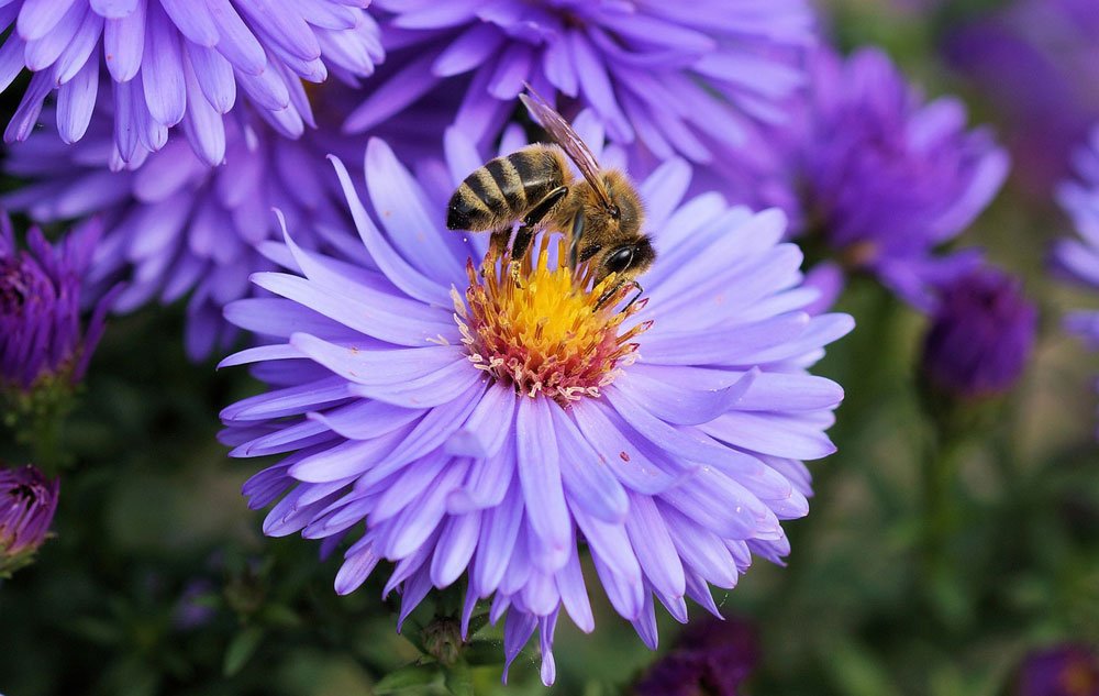 Bravo, Biene, Foto: PIXABAY