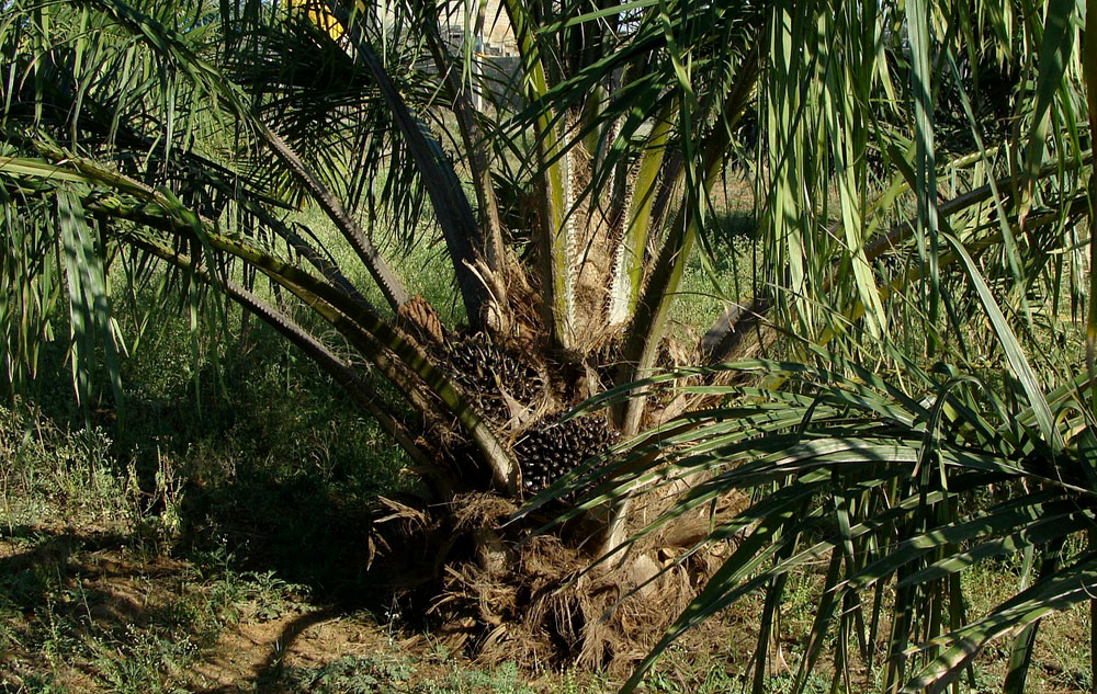 Auf die Palme gebracht, Palmöl krebserregend, Foto: PIXABAY