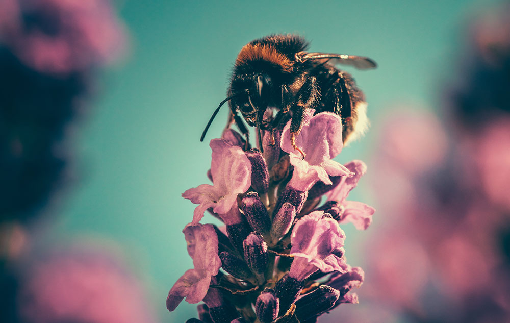 Pollenalarm! Bild: pexels.com
