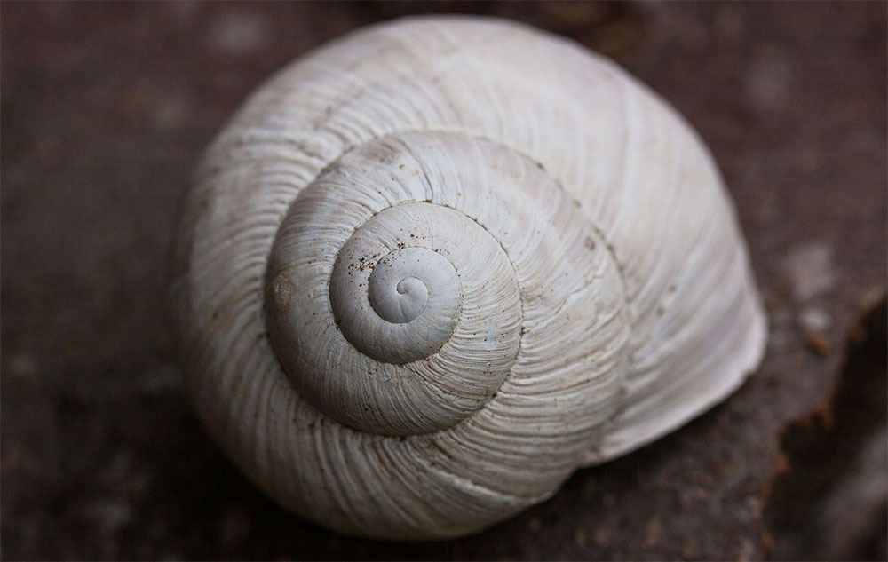 Schnecken und Kosmetik? Bild: pixabay