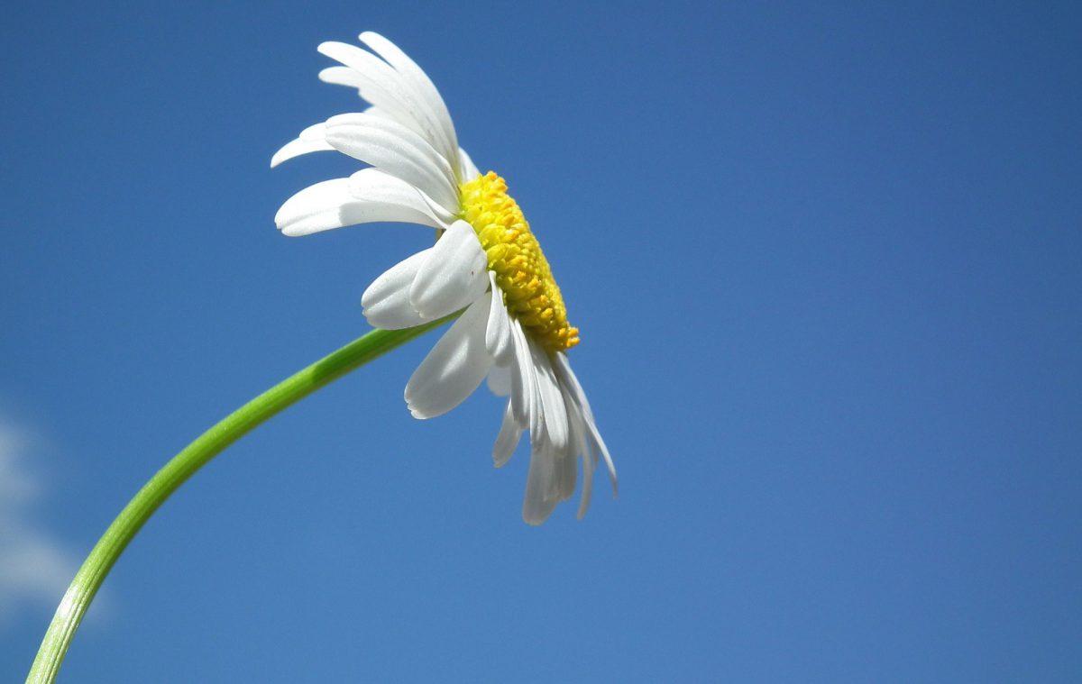 Pflanzenporträt: Gänseblümchen Bild: pixabay