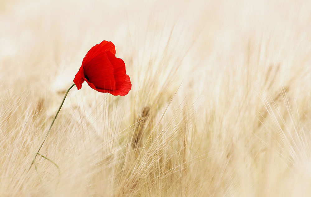 Pflanzenporträt: Klatschmohn Bild: pixabay