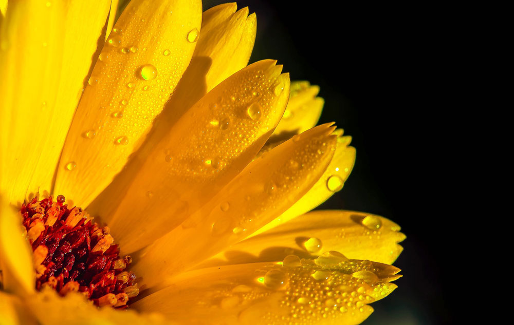 Fakten: Buntes Geheimnis: Flavonoide Bild: pixabay