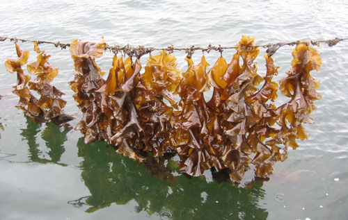 Magazin: Interview: Oceanwell - Aus Liebe zum Meer! Bild: oceanwell