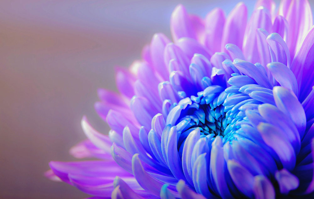 MAGAZIN Blumen – ihre Botschaft und wie sie in Naturkosmetik wirken Bild: pixabay