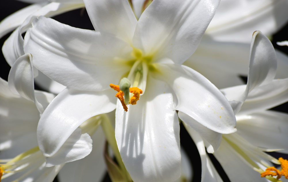 MAGAZIN Blumen – ihre Botschaft und wie sie in Naturkosmetik wirken Bild: pixabay
