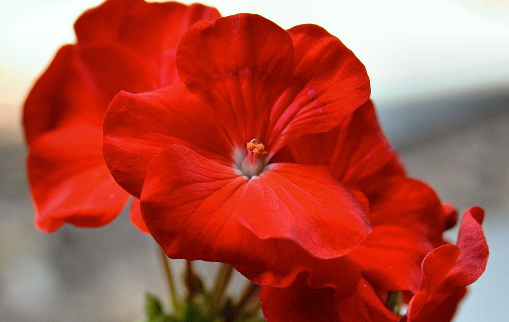 MAGAZIN Blumen – ihre Botschaft und wie sie in Naturkosmetik wirken Bild: pixabay