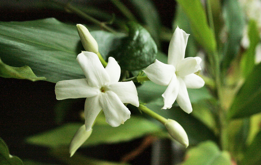 Blumen Ihre Sprache Und Wie Sie In Naturkosmetik Wirken