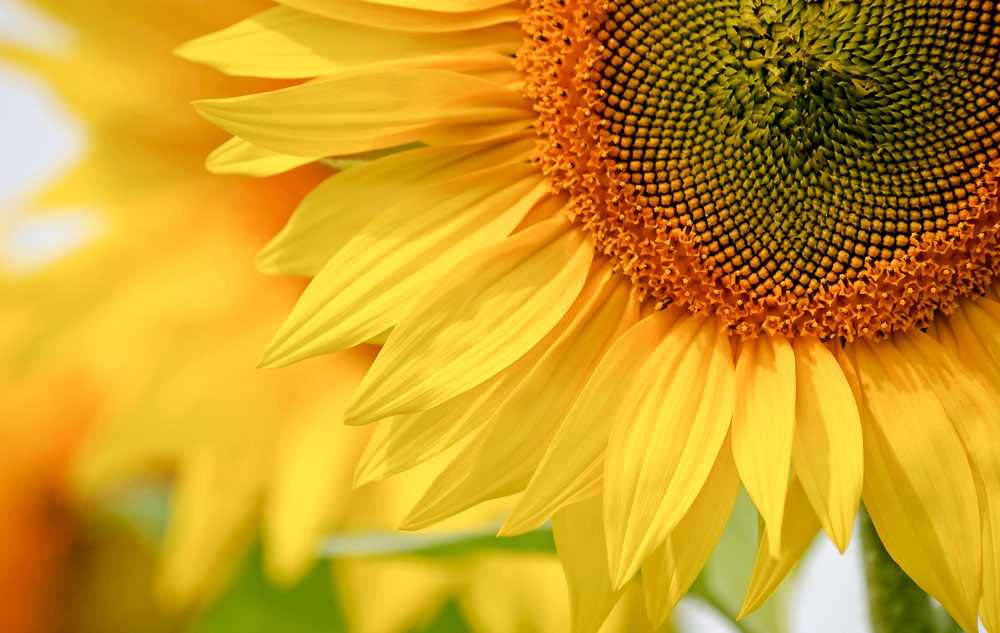 MAGAZIN Blumen – ihre Botschaft und wie sie in Naturkosmetik wirken Bild: pixabay