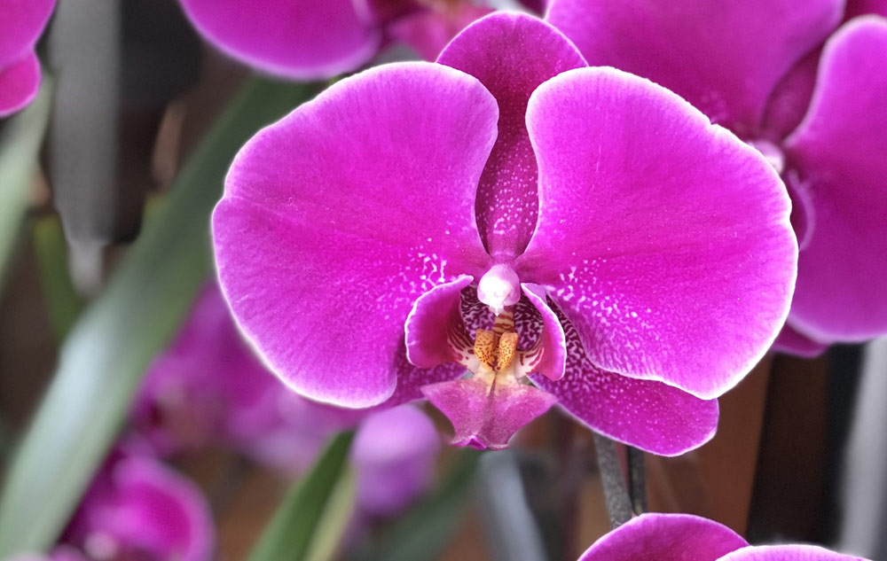 MAGAZIN Blumen – ihre Botschaft und wie sie in Naturkosmetik wirken Bild: pixabay