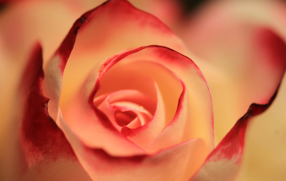 MAGAZIN Blumen – ihre Botschaft und wie sie in Naturkosmetik wirken Bild: pixabay