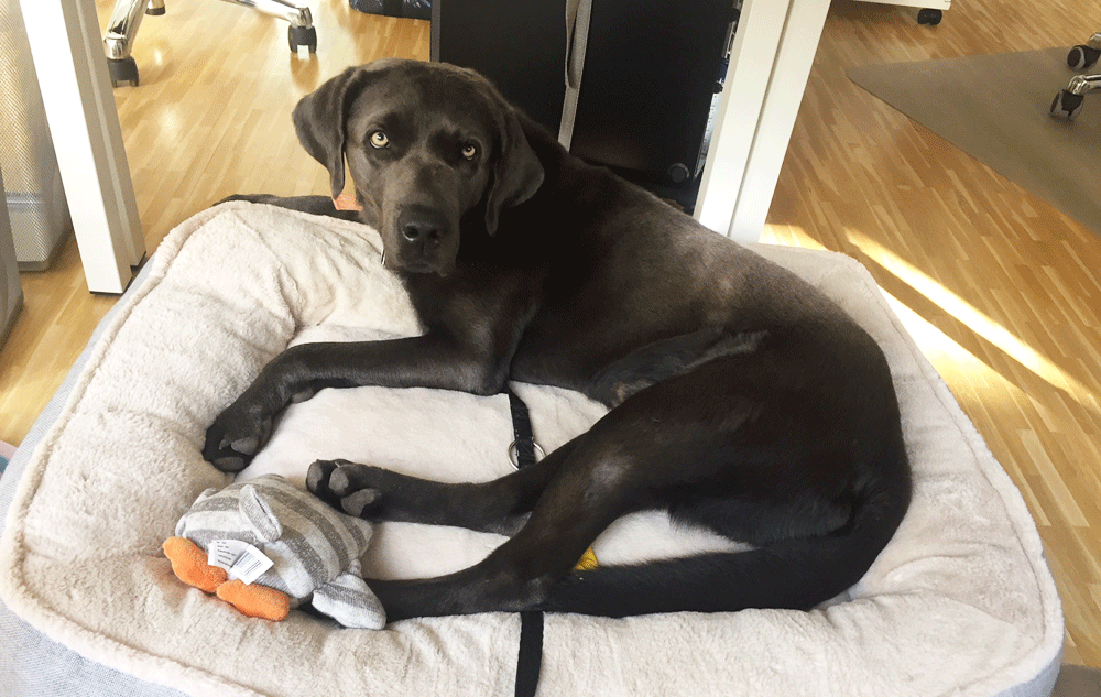BLOG Der Wau-Effekt: Hunde im Büro