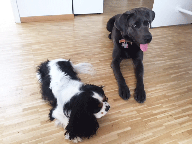 BLOG Der Wau-Effekt: Hunde im Büro