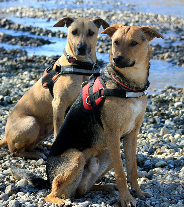 BLOG Hund & Herrchen: Hundeshampoo vs. Hundeseife Bild: Jenny Pohl