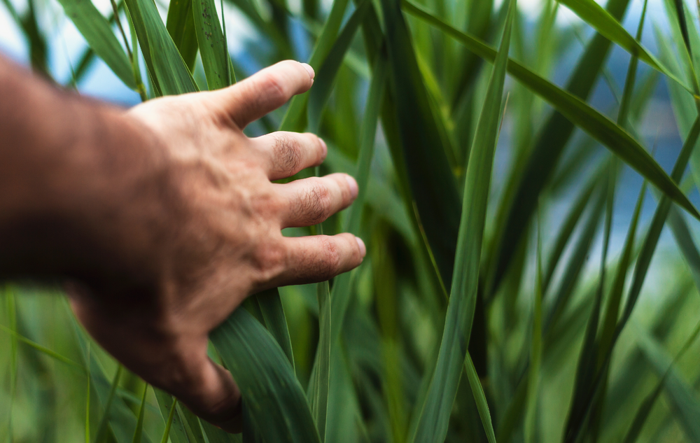 FAKTEN Rohstoffmangel bei Bio-Beauty? Bild: Unsplash