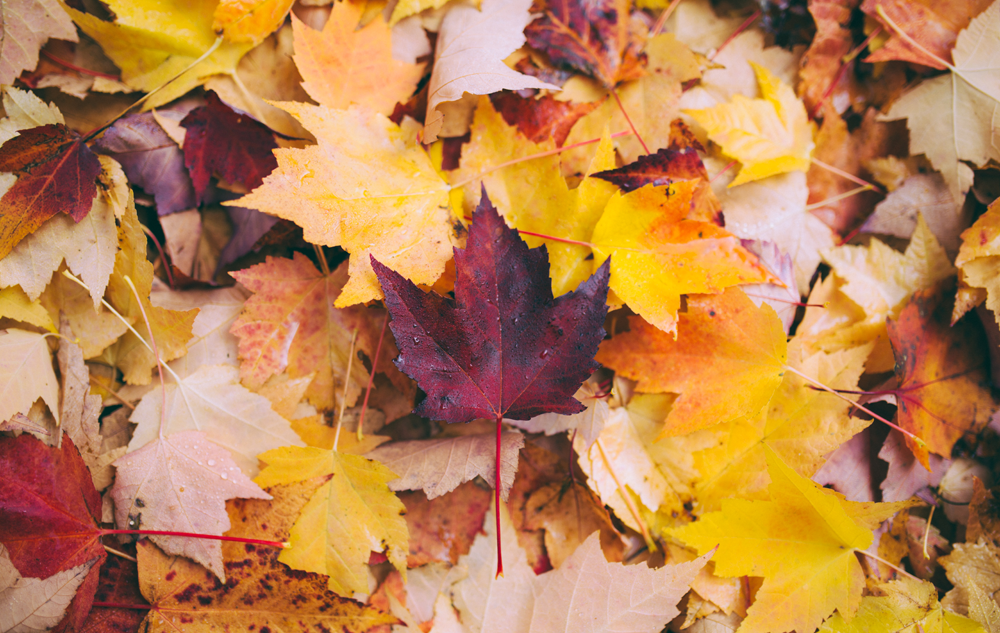 WE LOVE WE LOVE Herbst-Inspiration! Bild: Unsplash