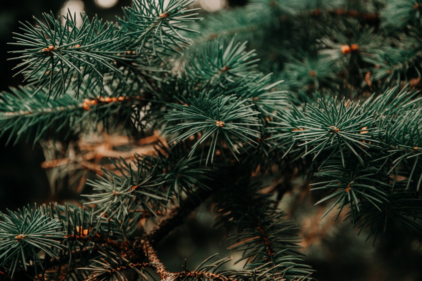 MAGAZIN Wellness aus dem Wald mit ätherischen Ölen Bild: pexels
