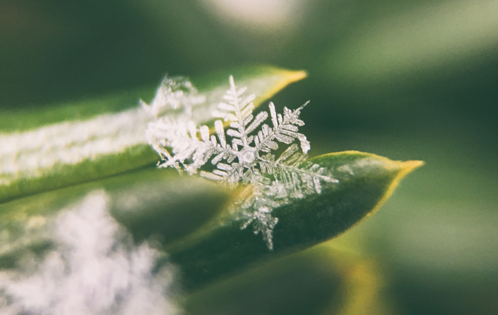 BLOG Winterlieblinge: Unsere Produkthighlights für die kalte Jahreszeit Bild: naturalbeauty.de