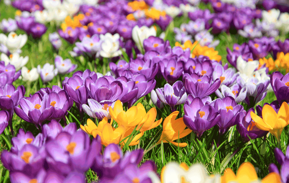 Wir lieben Frühling!