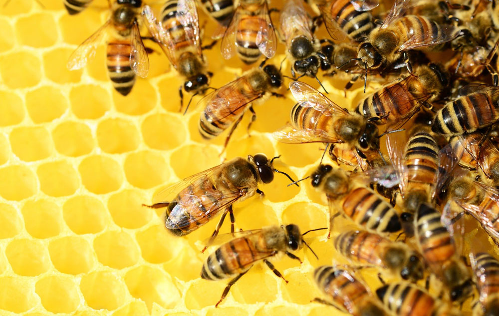 Bienenwachs in Naturkosmetik
