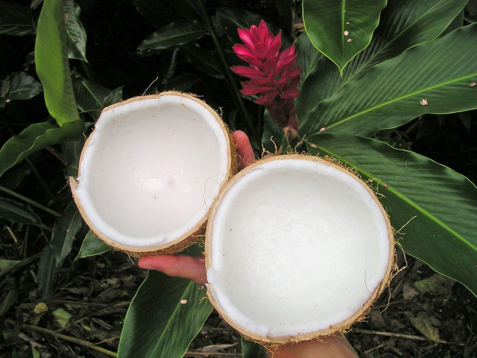 exotische Inhaltsstoffe