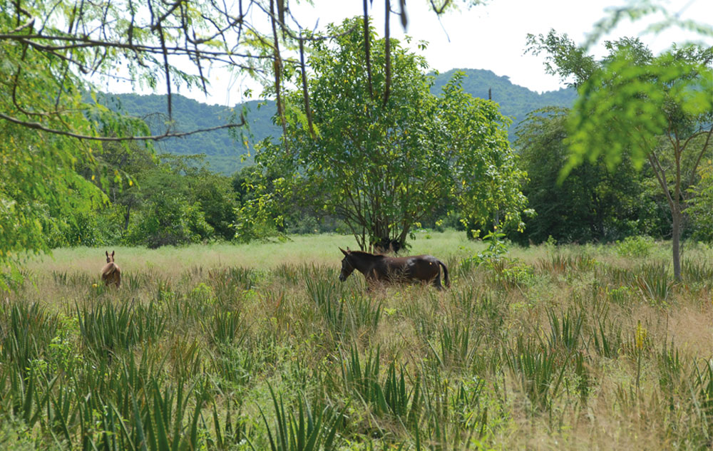 Pharmos Natur